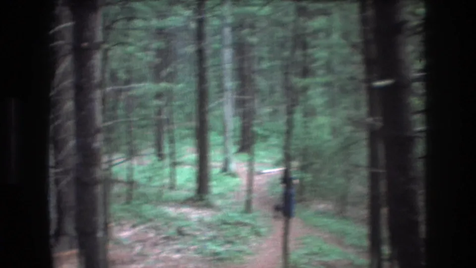 Soft 1975 Baxter, Maine 8mm frame with the dog walker blurred in the distance on a forest trail surrounded by tall trees and green ground cover.