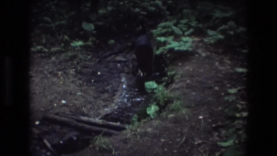 A small dark dog explores a shallow creek or wet patch in the Baxter, Maine woods, surrounded by exposed roots, damp earth, and dense foliage.