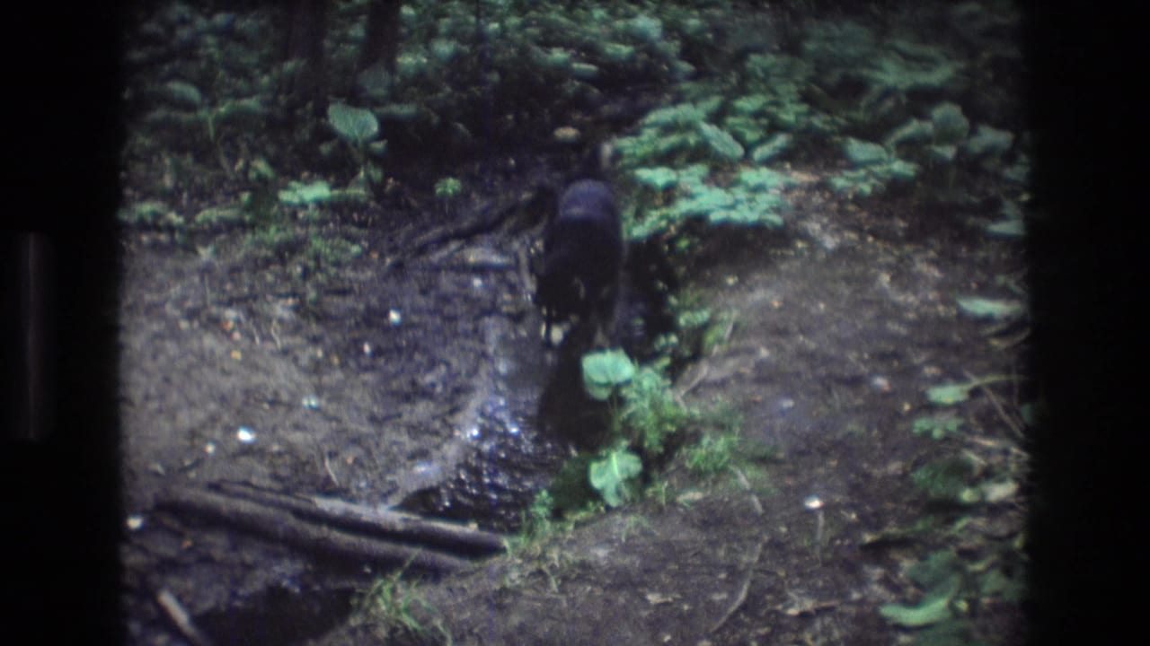A black dog stands beside shallow stream water on a muddy wooded bank in Baxter, Maine, in supported 1975 8mm home-movie footage.