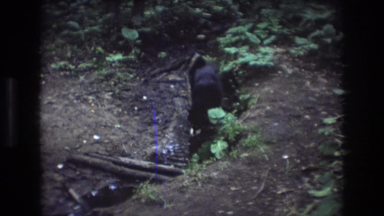 Black dog walking along the muddy edge of a small stream.