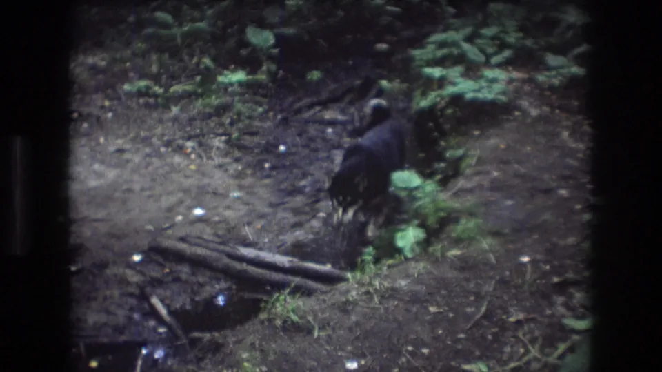 A black dog pauses beside shallow water and fallen roots on a muddy woodland bank in the Baxter, Maine 8mm home-movie footage.