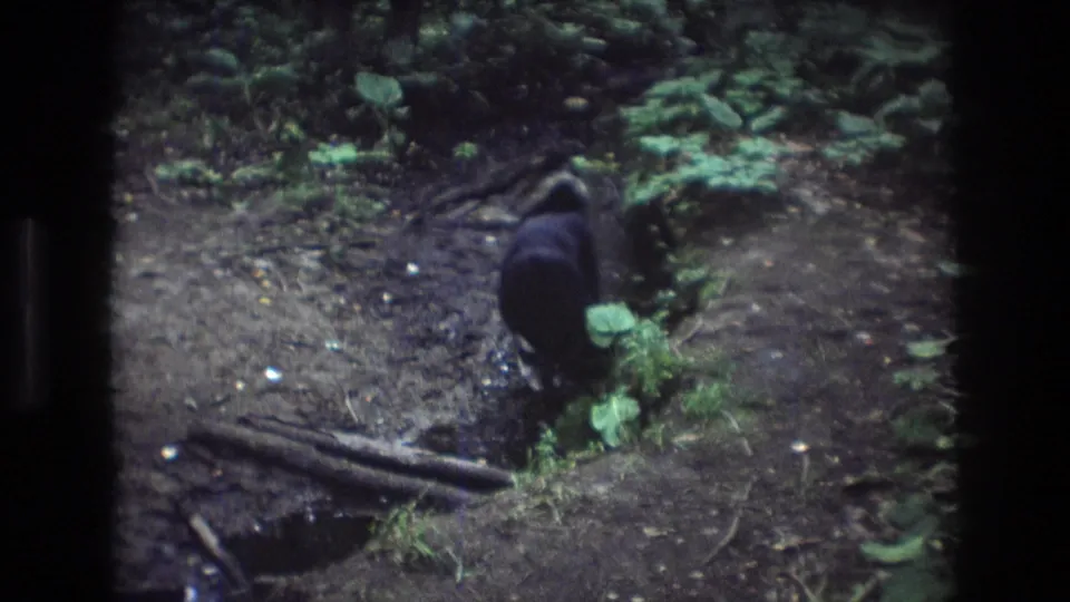The black dog remains near the small stream, framed by muddy ground, green plants, and exposed roots in the supported 1975 Baxter, Maine home-movie clip.