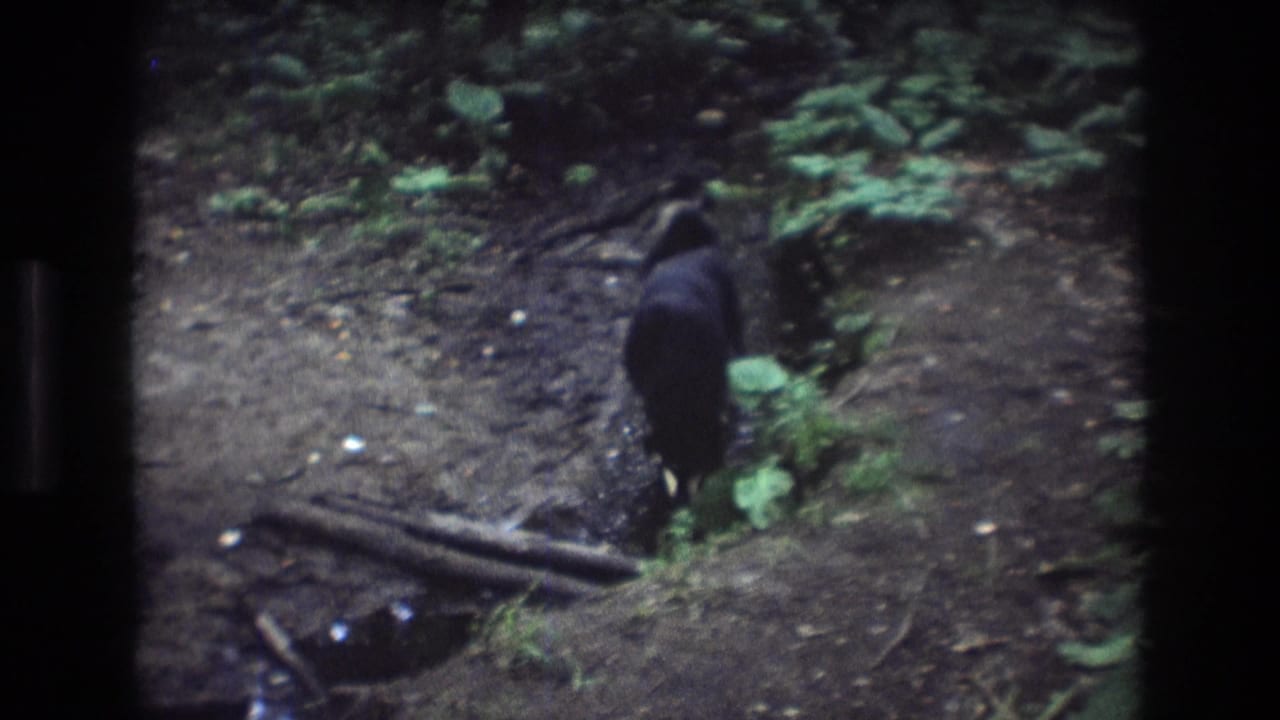 A black dog with white paws stands near exposed roots and a shallow creek in 1975 Baxter, Maine 8mm home-movie footage.