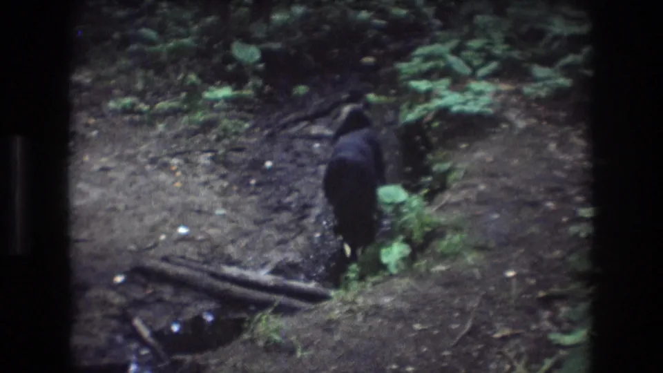 A black dog with white paws stands near exposed roots and a shallow creek in 1975 Baxter, Maine 8mm home-movie footage.