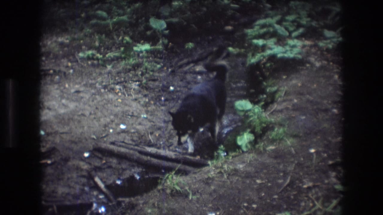 Black dog lowering its head near a creek in a wooded area.