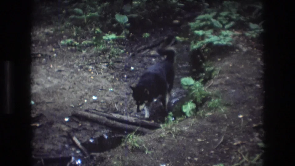 The black dog lowers its head toward the creek bank among roots, wet ground, and green plants in the Baxter, Maine woodland scene.