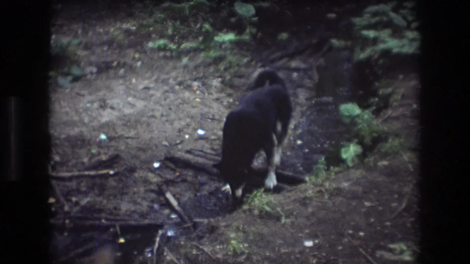 A black dog with white lower legs bends toward shallow water beside roots and muddy ground in the 1975 Maine home-movie frame.