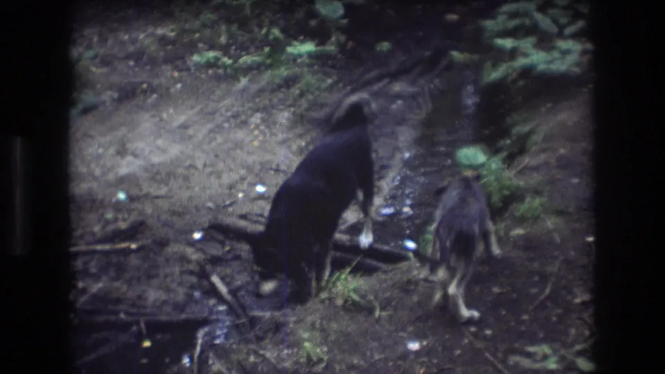 Two dogs stand near a narrow creek and exposed roots in the Baxter, Maine woods, with the black dog closest to the camera.