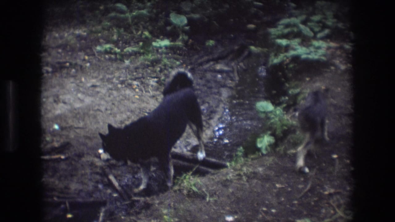 In 1975 Baxter, Maine home-movie footage, a black dog with white paws sniffs wet ground beside a small wooded creek as a second dog stands partly in view.