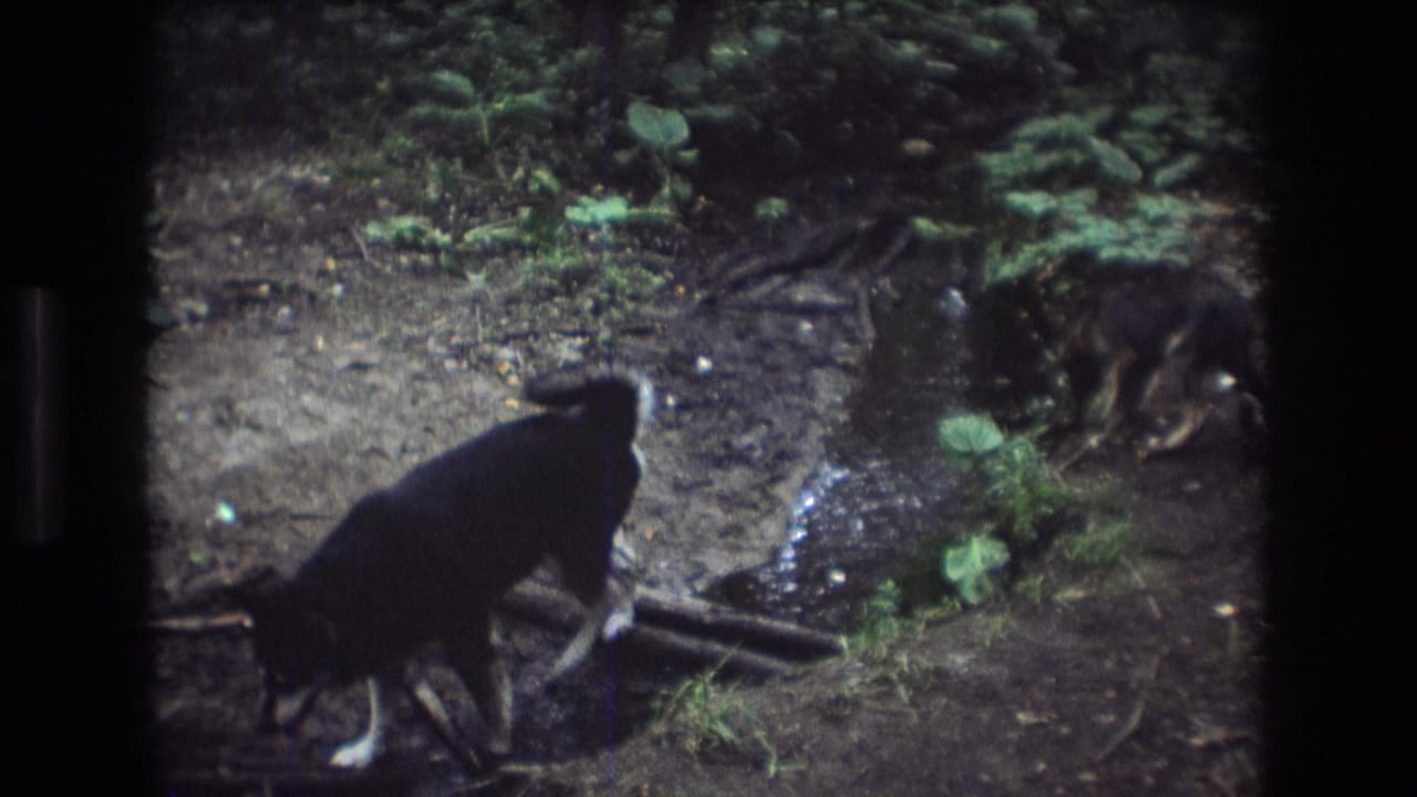Black dog lowers its head near wet sticks as a second dog stands at the creek edge.