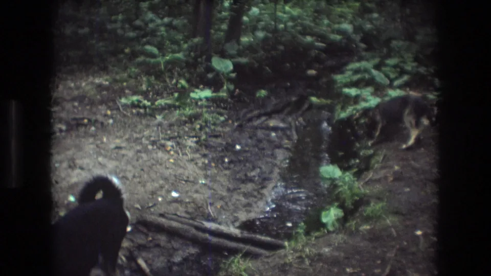 The 8mm frame shows the black dog partly cropped in the foreground and a second dog moving along the muddy creek edge among roots and green plants.