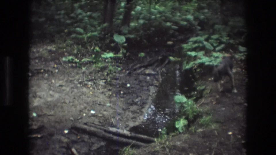 A dog appears near the right edge of the Baxter, Maine forest frame as the creek, wet roots, and leafy understory fill most of the view.