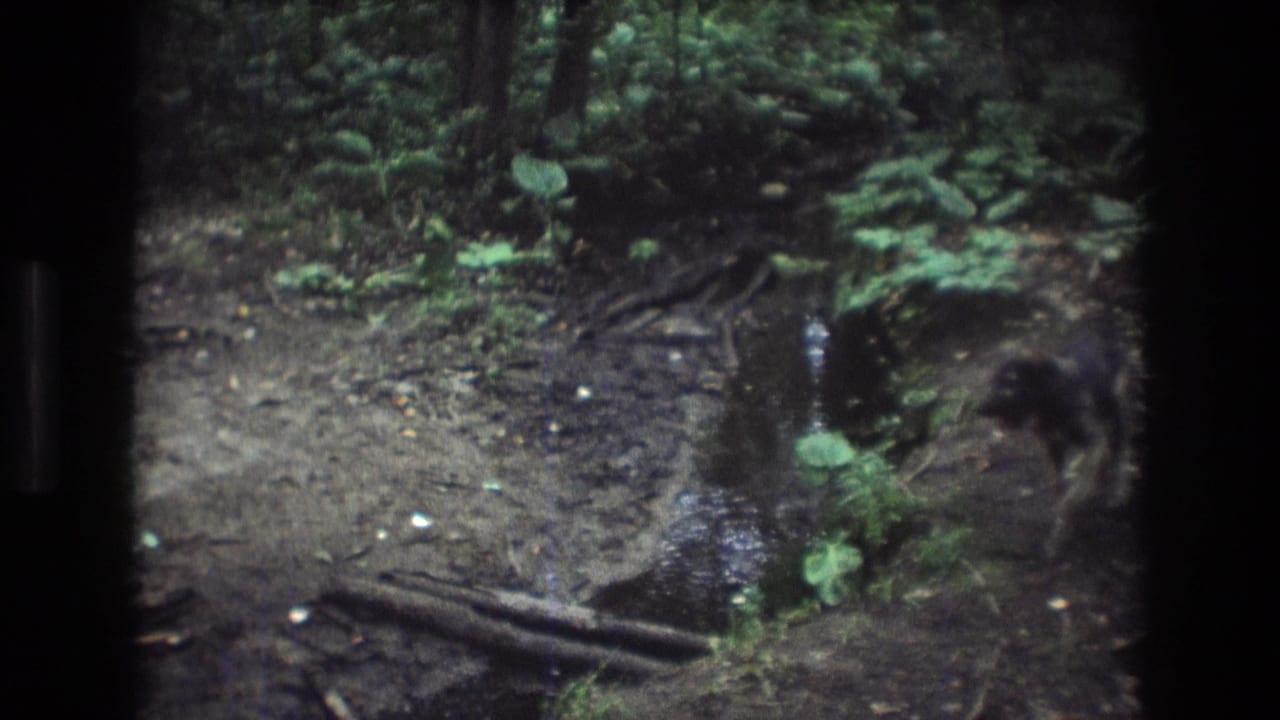 In Baxter, Maine 1975 home-movie footage, a small dog explores beside a shallow muddy creek under dense green foliage.