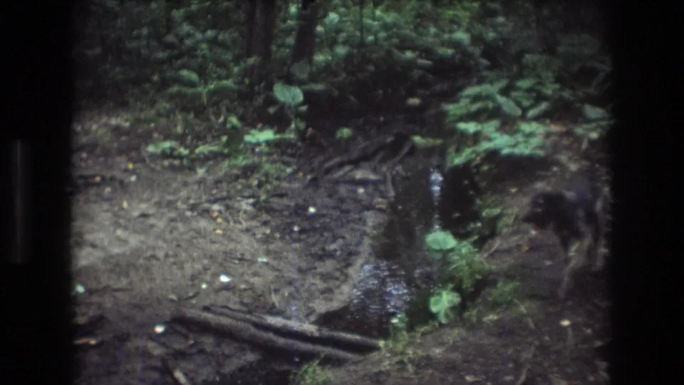 In Baxter, Maine 1975 home-movie footage, a small dog explores beside a shallow muddy creek under dense green foliage.