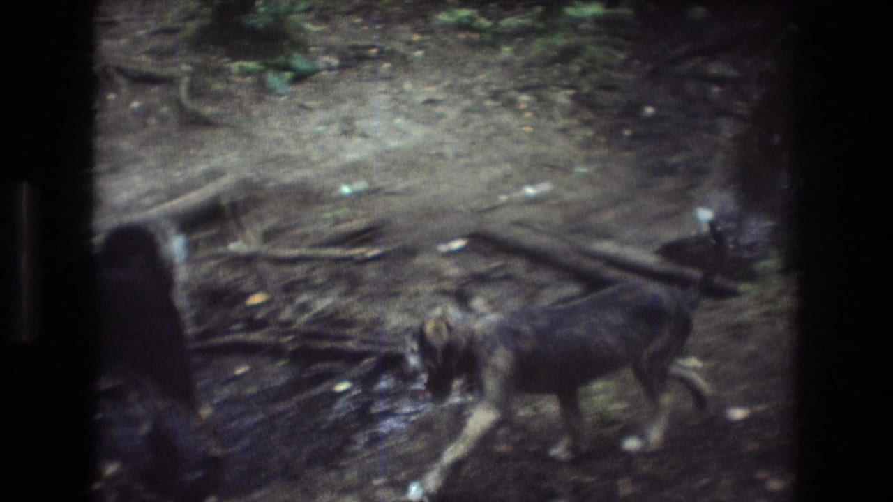 Two dogs stand on a muddy forest path near a shallow stream.