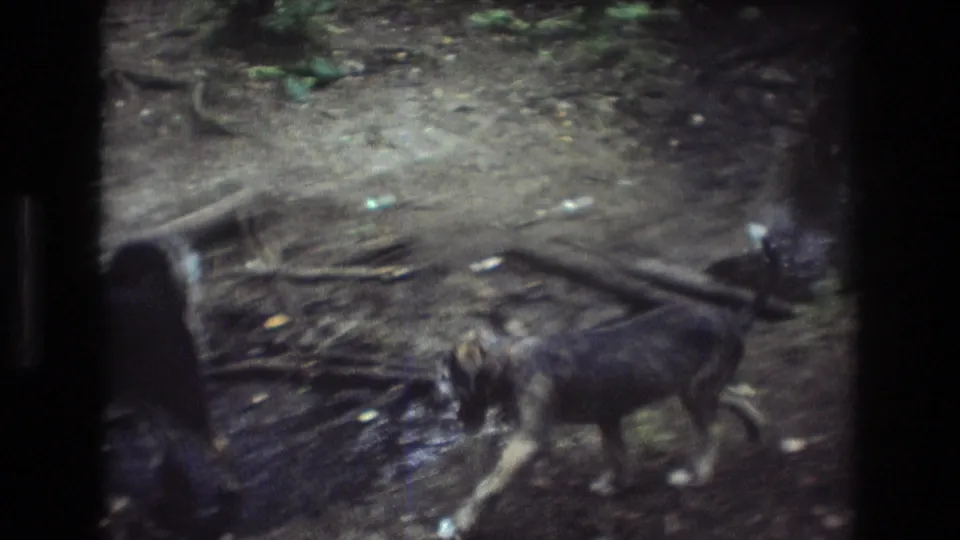 A larger dark dog and a smaller tan dog stand near exposed roots and a shallow creek in Baxter, Maine 1975 footage.