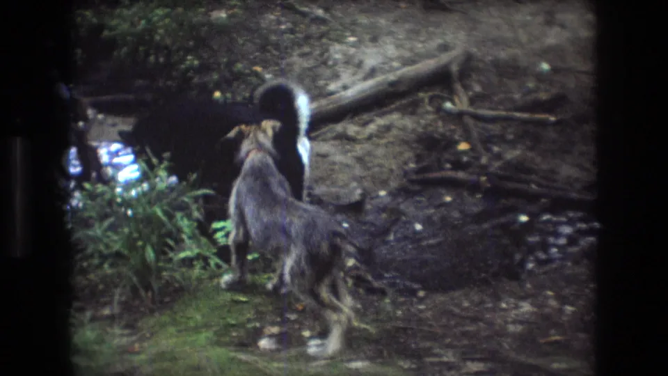 The dogs investigate the edge of a narrow creek, with wet mud, roots, and low vegetation visible in the 1975 Maine home-movie frame.