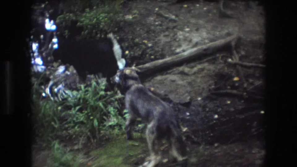 A dark dog and a tan dog remain beside the creek and grass at the close of the Baxter, Maine 1975 home-movie clip.
