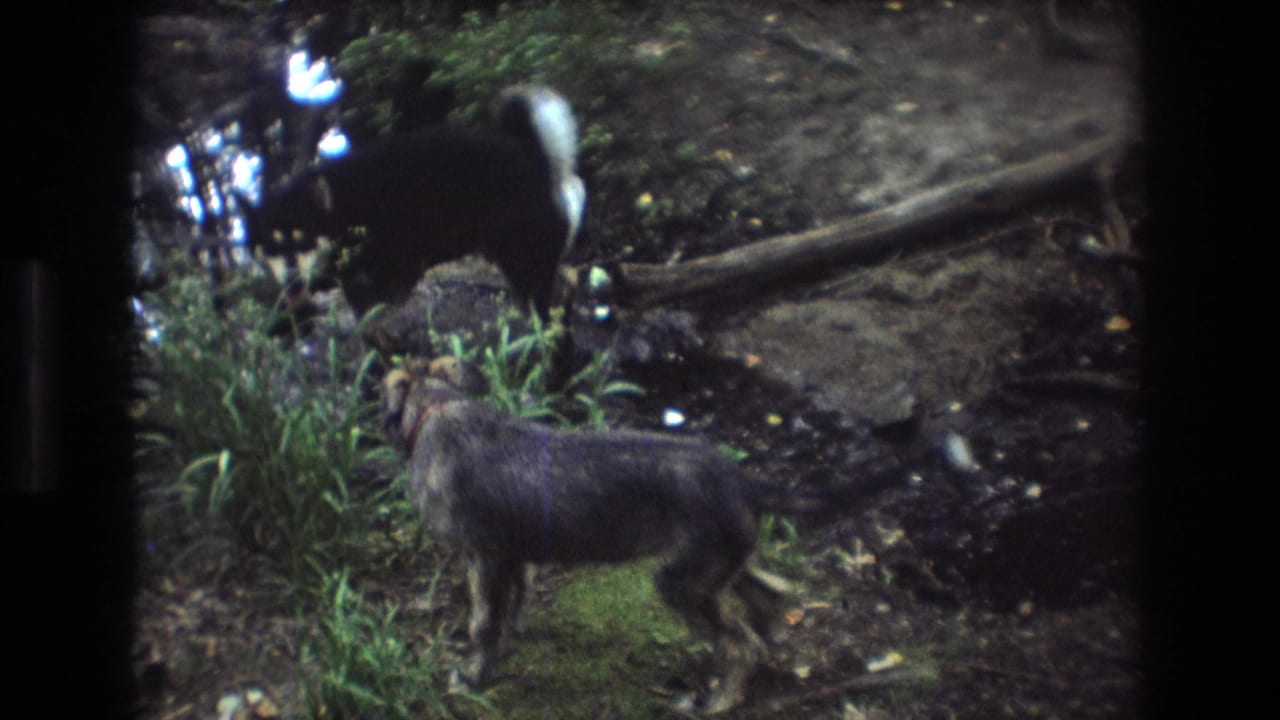 In Baxter, Maine 1975 home-movie footage, a shaggy gray dog stands in the foreground while a darker dog moves near reflective creek water and exposed roots.