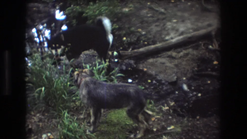 In Baxter, Maine 1975 home-movie footage, a shaggy gray dog stands in the foreground while a darker dog moves near reflective creek water and exposed roots.