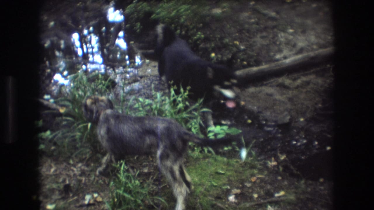A shaggy gray dog walks past grass beside a dark dog near creek water.