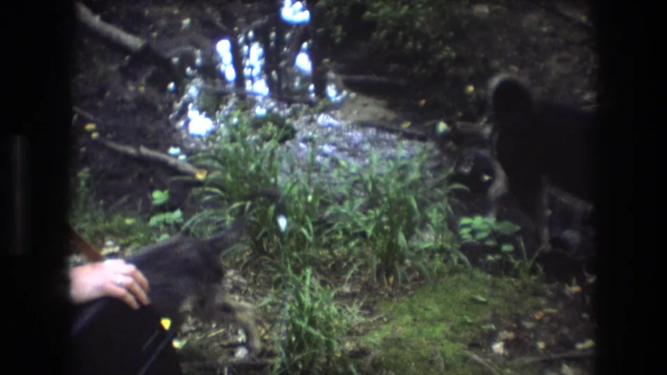 In Baxter, Maine 1975 home-movie footage, a partial human hand enters the lower frame as dogs move around grass, mud, and reflective creek water.