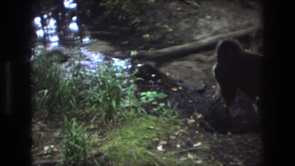 In Baxter, Maine 1975 home-movie footage, a dark dog is partly visible at the right edge near a muddy creek bank, grass, water reflections, and exposed roots.