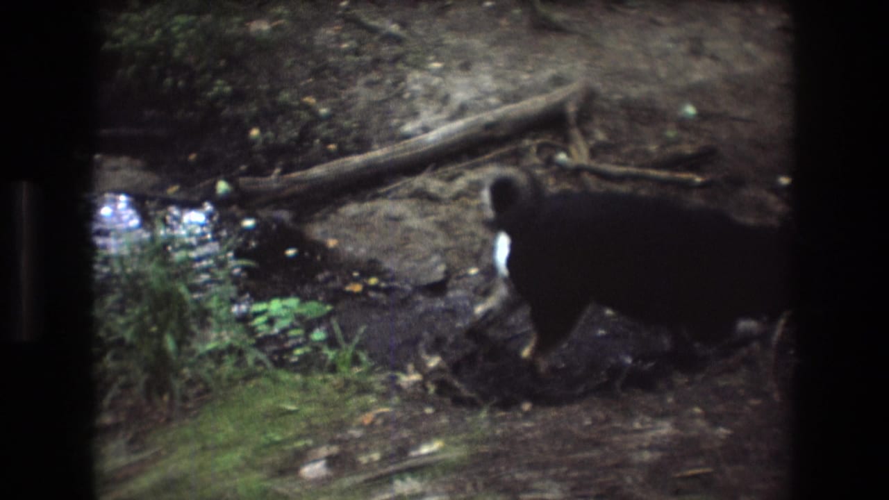 In a 1975 Baxter, Maine 8mm home-movie frame, a black dog with a white patch moves along a muddy creek edge with roots, water, and woodland ground visible.
