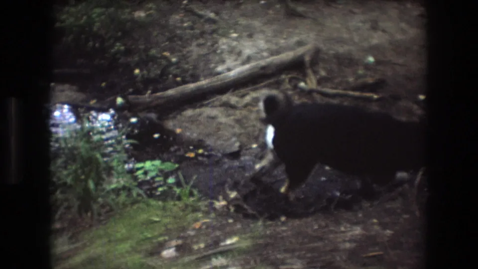 In a 1975 Baxter, Maine 8mm home-movie frame, a black dog with a white patch moves along a muddy creek edge with roots, water, and woodland ground visible.
