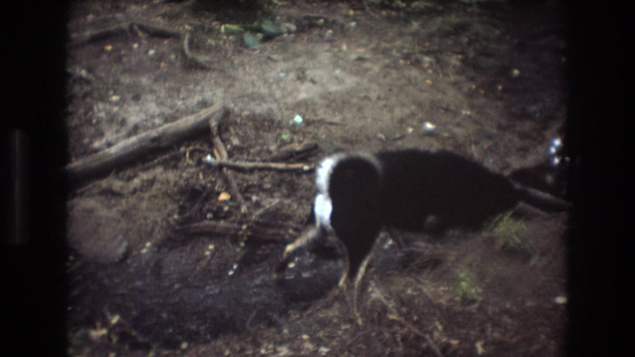 Black dog stepping across a muddy creek bank in the woods.