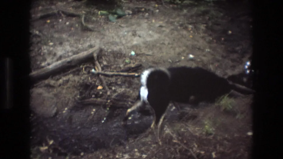 The black dog appears mid-step on the muddy edge of a shallow creek in wooded Baxter, Maine footage from 1975, with roots and scattered debris around it.