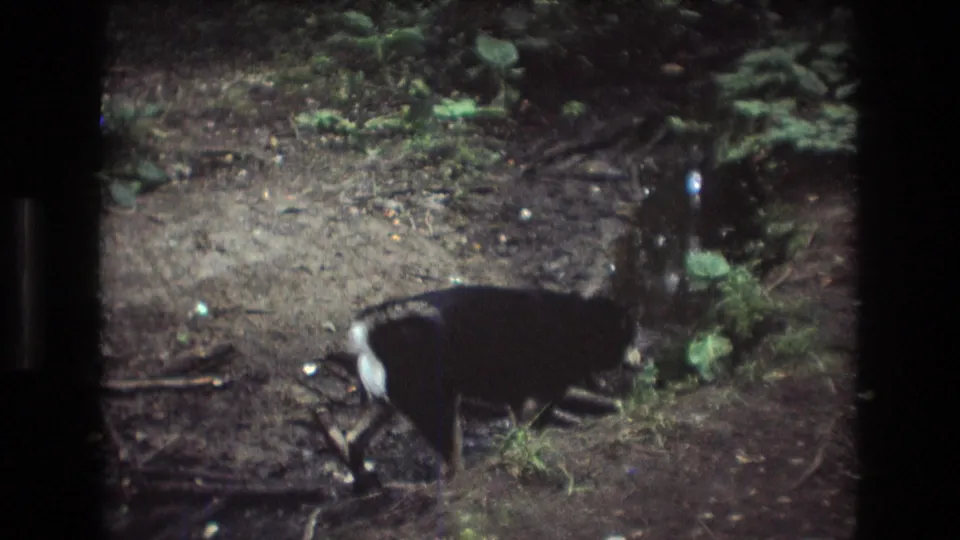 A black dog with a bright white patch walks beside shallow water and low woodland plants in the supplied 1975 Baxter, Maine 8mm home-movie footage.