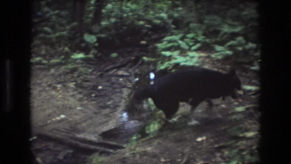 The dog continues across the shallow creek in a soft-focus 1975 Baxter, Maine 8mm frame, with muddy water, fallen wood, and green woodland plants visible around it.