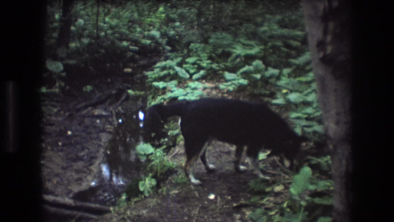 A black-and-tan dog sniffs the damp forest floor beside a small creek in Baxter, Maine, in 1975 home-movie footage.
