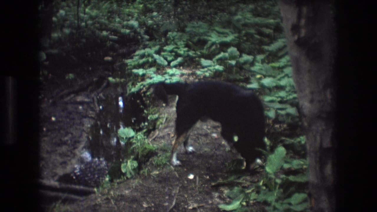 Dog with head lowered near water and green undergrowth in the forest.