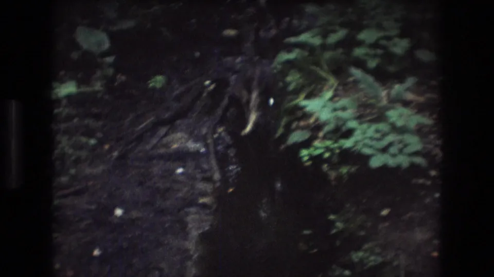 The dog appears partly in shadow near the creek, surrounded by roots, wet soil, and green woodland foliage in the 1975 Maine home movie.