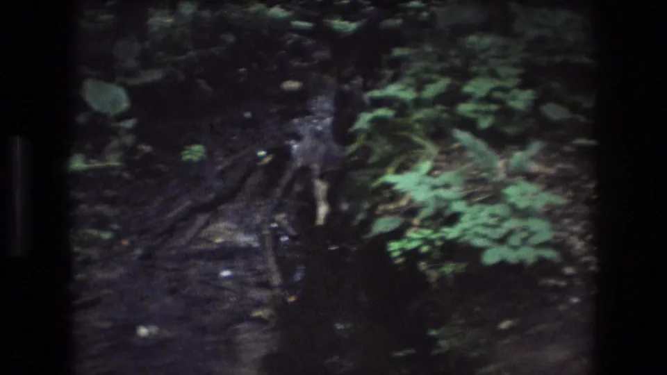 A final frame holds on the shallow creek, exposed roots, and dense forest undergrowth, with the dog mostly outside the visible area.