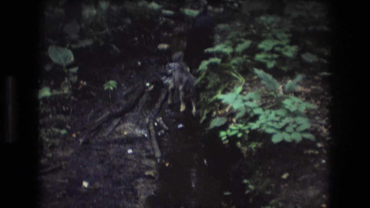 Dark-furred dog in a Baxter, Maine wooded creek, standing near exposed roots and leafy plants in 1975 8mm home-movie footage.