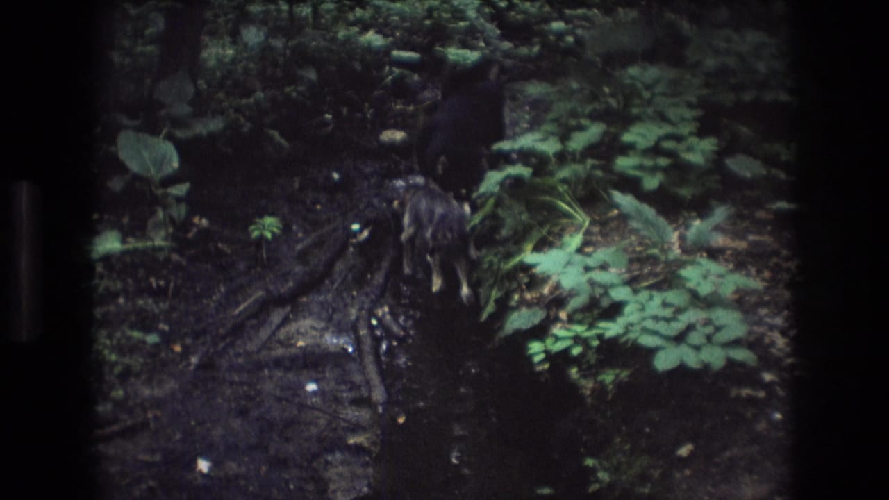 Dark dog moving along a wet root-strewn creek edge surrounded by foliage.