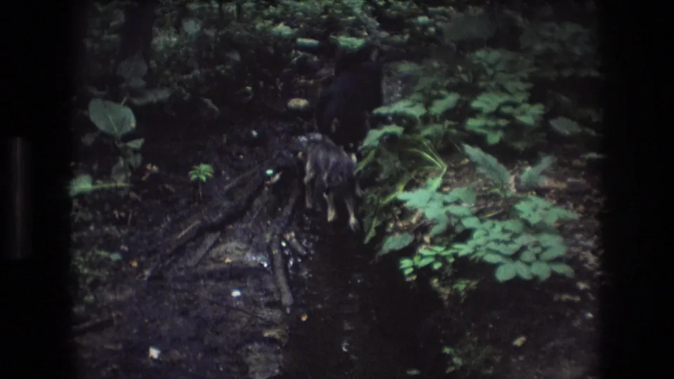 Dark dog walks through a shaded creek edge in Baxter, Maine, with wet roots, mud, and dense green understory visible.