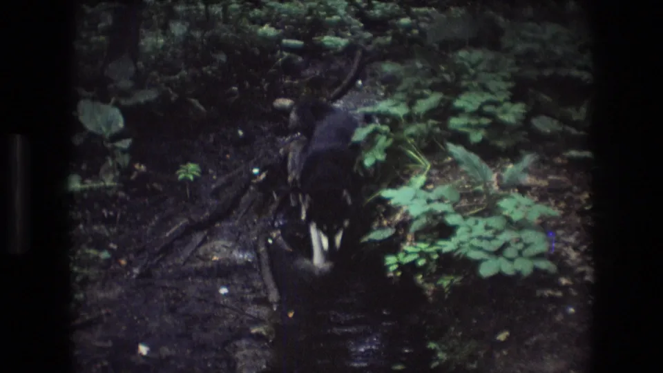 Dark-furred dog approaches through the muddy wooded creek path, framed by bright green plants and exposed roots in 8mm footage.