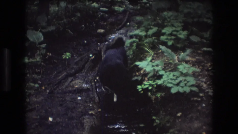 Dark dog faces away near a shallow stream in Baxter, Maine woodland, with wet ground, roots, and dense green leaves around it.