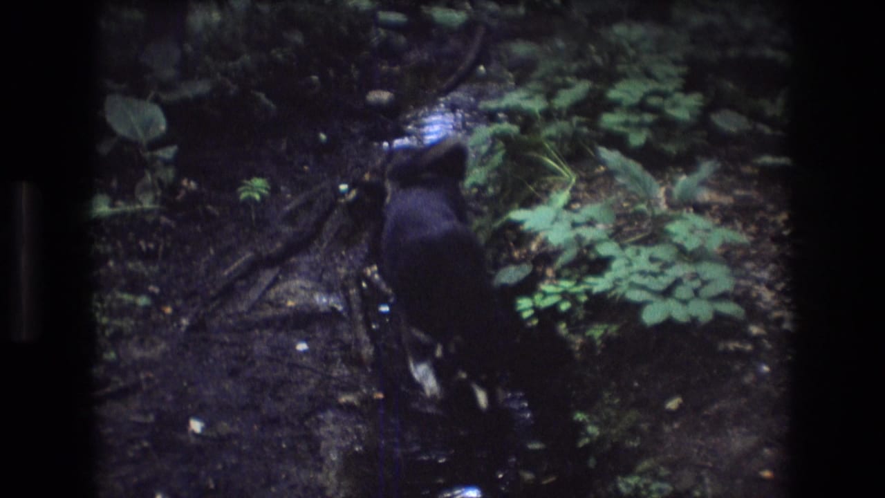 Dark-furred dog seen from behind walking through a shallow wooded creek in Baxter, Maine, from 1975 8mm home-movie footage.