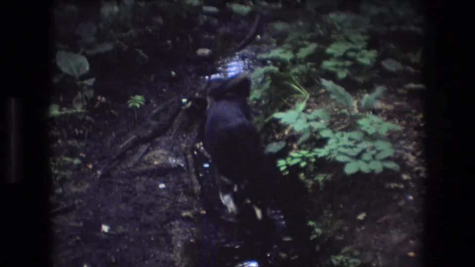 Dark-furred dog seen from behind walking through a shallow wooded creek in Baxter, Maine, from 1975 8mm home-movie footage.