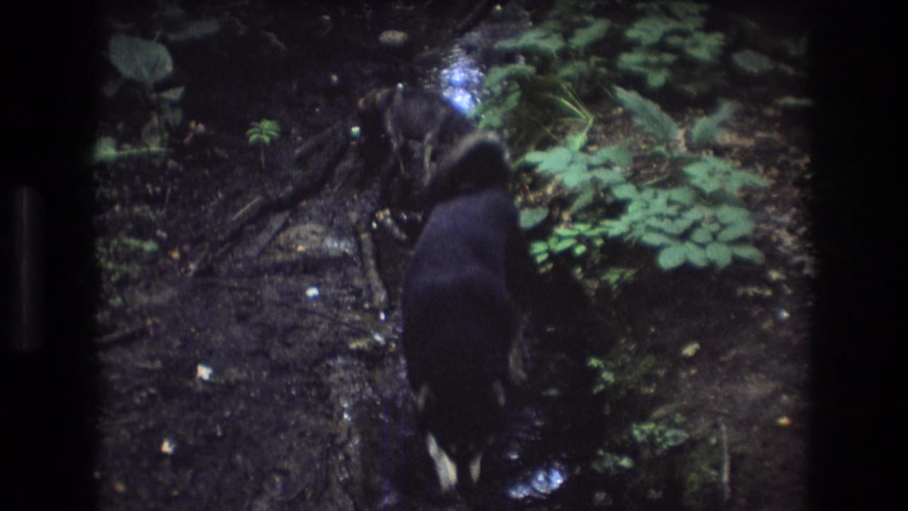 Dog moving along wet roots and leaves beside a creek bank.