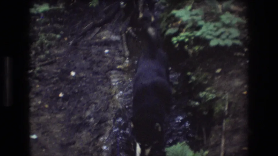 The handheld 8mm frame catches the dog in motion through a shallow muddy creek, with roots, stones, and green foliage around the streambed.