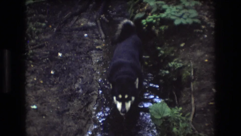 Dark dog turns toward the handheld camera in the wooded creek, showing lighter markings on its chest and paws amid wet mud and green plants.