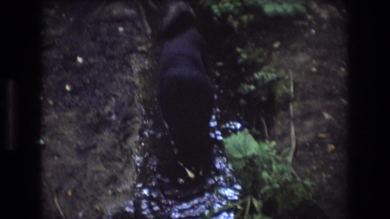 In Baxter, Maine home-movie footage from 1975, a dark adult dog stands in shallow water beside a muddy bank and green undergrowth.