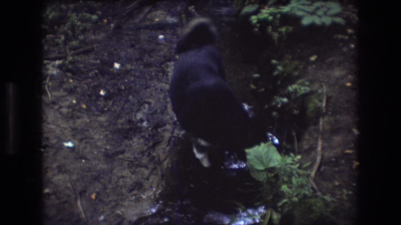 Dark dog viewed from behind at the edge of a narrow creek.