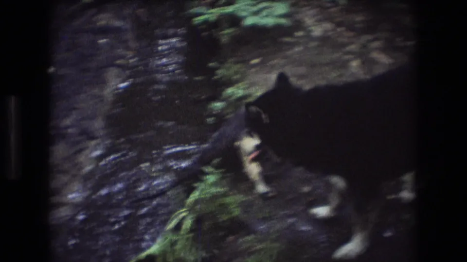 A small light-colored puppy appears beside a larger dark dog in a shallow creek, filmed with soft motion blur and visible 8mm grain.